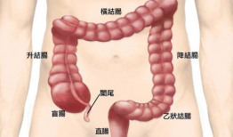 正确揉肚子手法视频,轻松缓解腹部不适